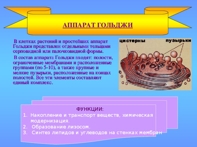 АППАРАТ ГОЛЬДЖИ  В клетках растений и простейших аппарат Гольджи представлен отдельными тельцами серповидной или палочковидной формы.  В состав аппарата Гольджи входят: полости, ограниченные мембранами и расположенные группами (по 5-10), а также крупные и мелкие пузырьки, расположенные на концах полостей. Все эти элементы составляют единый комплекс.  ФУНКЦИИ: