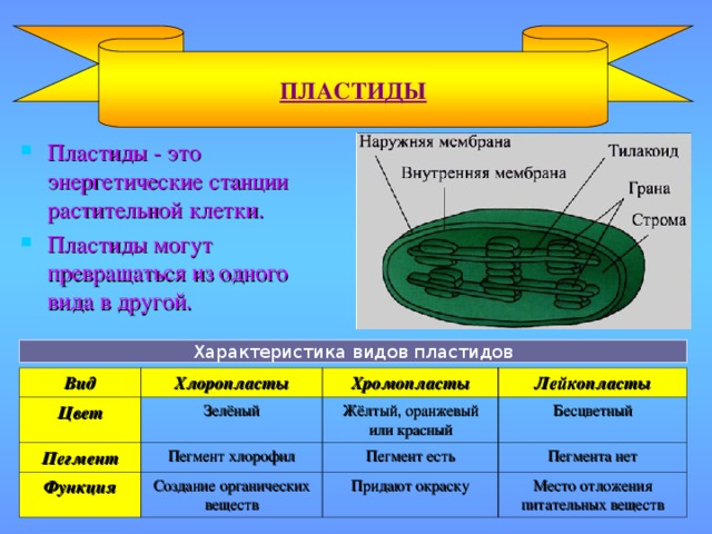 ПЛАСТИДЫ Пластиды - это энергетические станции растительной клетки. Пластиды могут превращаться из одного вида в другой. Характеристика видов пластидов Вид Хлоропласты Цвет Хромопласты Пегмент Зелёный Лейкопласты Функция Жёлтый, оранжевый или красный Пегмент хлорофил Пегмент есть Создание органических веществ Бесцветный Пегмента нет Придают окраску Место отложения питательных веществ