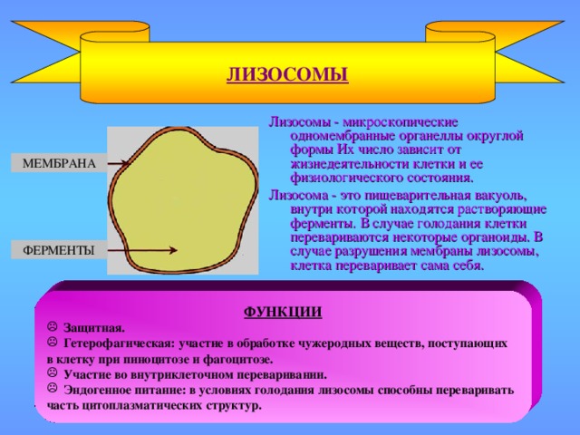 ЛИЗОСОМЫ Лизосомы - микроскопические одномембранные органеллы округлой формы Их число зависит от жизнедеятельности клетки и ее физиологического состояния. Лизосома - это пищеварительная вакуоль, внутри которой находятся растворяющие ферменты. В случае голодания клетки перевариваются некоторые органоиды. В случае разрушения мембраны лизосомы, клетка переваривает сама себя. МЕМБРАНА ФЕРМЕНТЫ ФУНКЦИИ