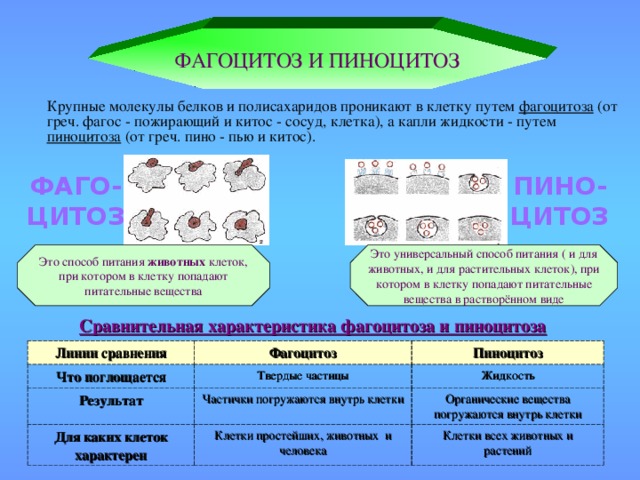 ФАГОЦИТОЗ И ПИНОЦИТОЗ  Крупные молекулы белков и полисахаридов проникают в клетку путем фагоцитоза (от греч. фагос - пожирающий и китос - сосуд, клетка), а капли жидкости - путем пиноцитоза (от греч. пино - пью и китос). ФАГО- ЦИТОЗ ПИНО- ЦИТОЗ Это способ питания животных клеток, при котором в клетку попадают питательные вещества Это универсальный способ питания ( и для животных, и для растительных клеток), при котором в клетку попадают питательные вещества в растворённом виде Сравнительная характеристика фагоцитоза и пиноцитоза Линии сравнения Что поглощается Фагоцитоз Пиноцитоз Твердые частицы Результат Жидкость Для каких клеток характерен Частички погружаются внутрь клетки Органические вещества погружаются внутрь клетки Клетки простейших, животных и человека Клетки всех животных и растений