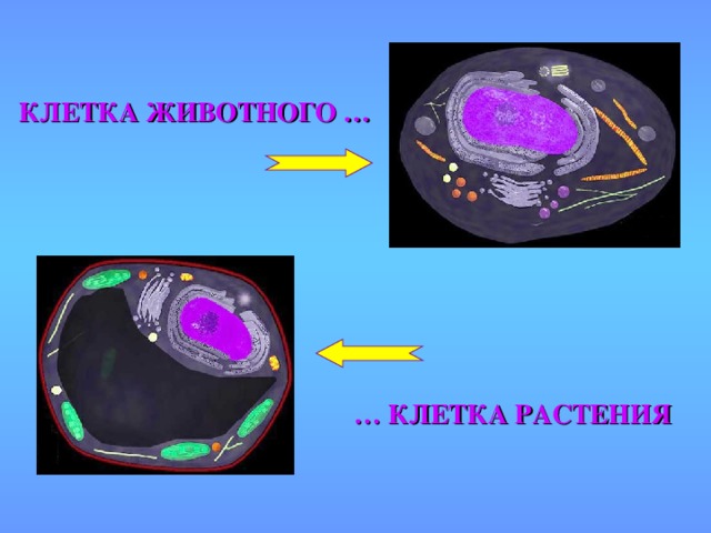 КЛЕТКА ЖИВОТНОГО … … КЛЕТКА РАСТЕНИЯ
