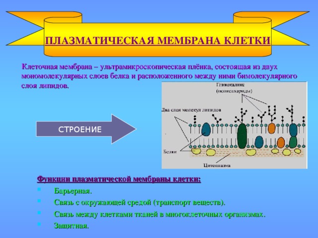 ПЛАЗМАТИЧЕСКАЯ МЕМБРАНА КЛЕТКИ  Клеточная мембрана – ультрамикроскопическая плёнка, состоящая из двух мономолекулярных слоев белка и расположенного между ними бимолекулярного слоя липидов. СТРОЕНИЕ Функции плазматической мембраны клетки:
