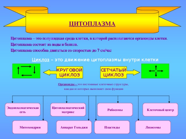 КРУГОВОЙ ЦИКЛОЗ ЦИТОПЛАЗМА  Цитоплазма – это полужидкая среда клетки, в которой располагаются органоиды клетки.  Цитоплазма состоит из воды и белков.  Цитоплазма способна двигаться со скоростью до 7 см/час Циклоз – это движение цитоплазмы внутри клетки СЕТЧАТЫЙ ЦИКЛОЗ Органоиды – это постоянные клеточные структуры, каждая из которых выполняет свои функции Цитоплазматический матрикс Рибосомы Клеточный центр Эндоплазматическая сеть Митохондрии Аппарат Гольджи Пластиды Лизосомы