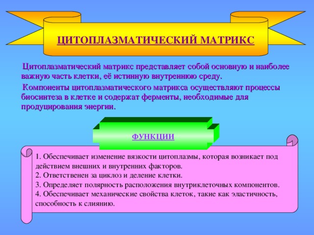 ЦИТОПЛАЗМАТИЧЕСКИЙ МАТРИКС  Цитоплазматический матрикс представляет собой основную и наиболее важную часть клетки, её истинную внутреннюю среду.  Компоненты цитоплазматического матрикса осуществляют процессы биосинтеза в клетке и содержат ферменты, необходимые для продуцирования энергии. ФУНКЦИИ 1. Обеспечивает изменение вязкости цитоплазмы, которая возникает под действием внешних и внутренних факторов. 2. Ответственен за циклоз и деление клетки. 3. Определяет полярность расположения внутриклеточных компонентов. 4. Обеспечивает механические свойства клеток, такие как эластичность, способность к слиянию.