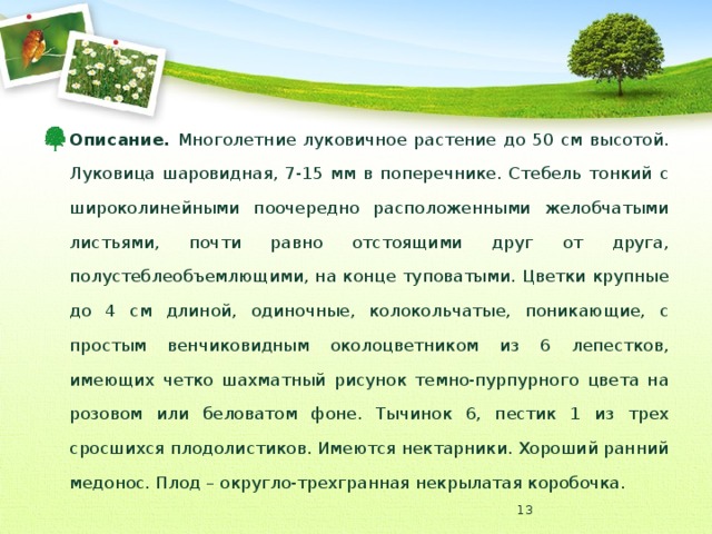 Описание. Многолетние луковичное растение до 50 см высотой. Луковица шаровидная, 7-15 мм в поперечнике. Стебель тонкий с широколинейными поочередно расположенными желобчатыми листьями, почти равно отстоящими друг от друга, полустеблеобъемлющими, на конце туповатыми. Цветки крупные до 4 см длиной, одиночные, колокольчатые, поникающие, с простым венчиковидным околоцветником из 6 лепестков, имеющих четко шахматный рисунок темно-пурпурного цвета на розовом или беловатом фоне. Тычинок 6, пестик 1 из трех сросшихся плодолистиков. Имеются нектарники. Хороший ранний медонос. Плод – округло-трехгранная некрылатая коробочка.  