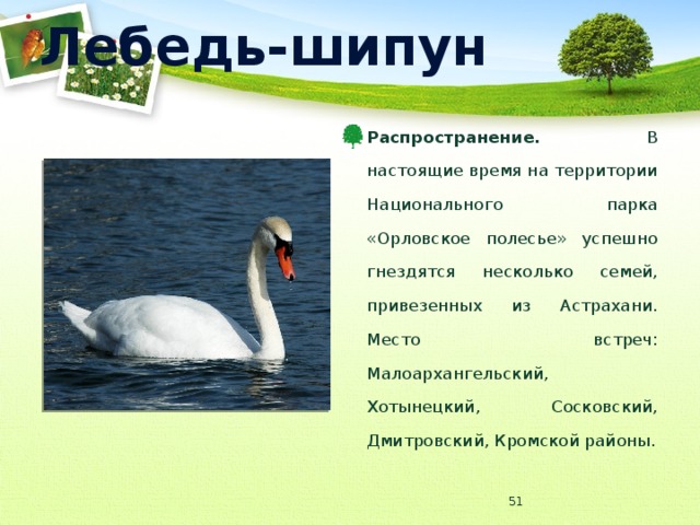 Описание лебеды по следующему плану