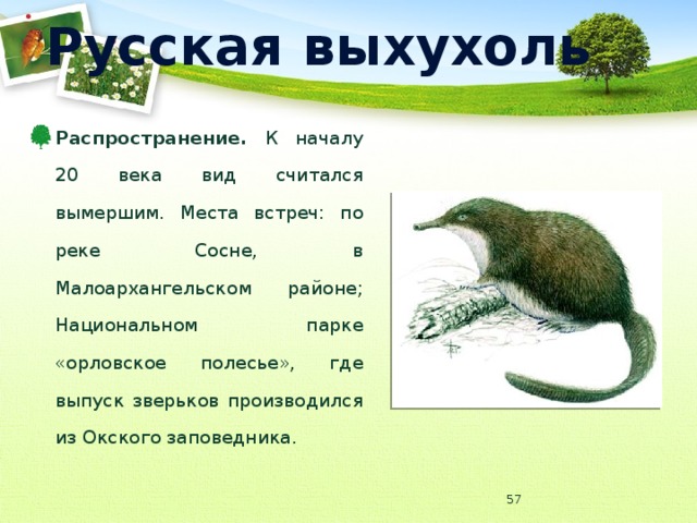 Презентация "Выхухоль - редкое животное" (2 класс) по окружающему миру - скачать
