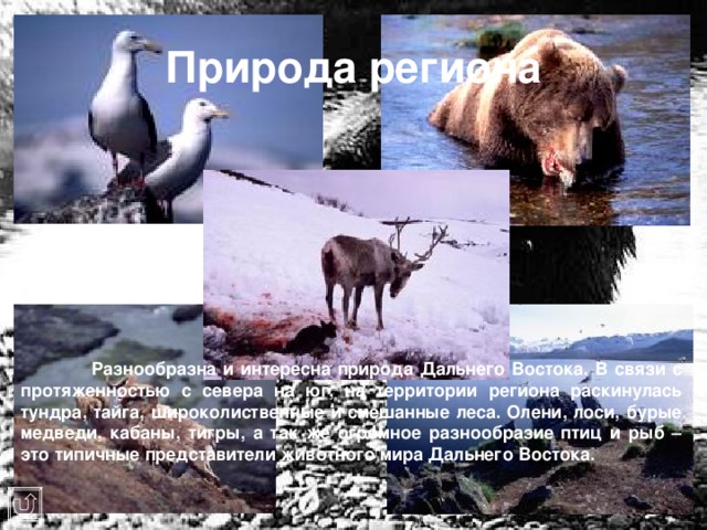 Природа региона  Разнообразна и интересна природа Дальнего Востока. В связи с протяженностью с севера на юг, на территории региона раскинулась тундра, тайга, широколиственные и смешанные леса. Олени, лоси, бурые медведи, кабаны, тигры, а так же огромное разнообразие птиц и рыб – это типичные представители животного мира Дальнего Востока. 
