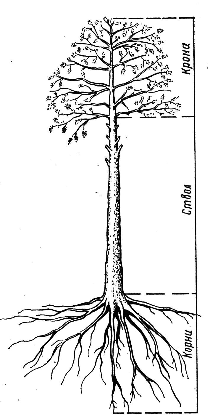 Корни у дерева рисунок