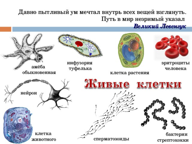  Давно пытливый ум мечтал  внутрь всех вещей взглянуть.  Путь в мир незримый указал  Великий Левенгук   эритроциты человека инфузория туфелька амёба обыкновенная клетка растения нейрон клетка животного бактерии стрептококки сперматозоиды  