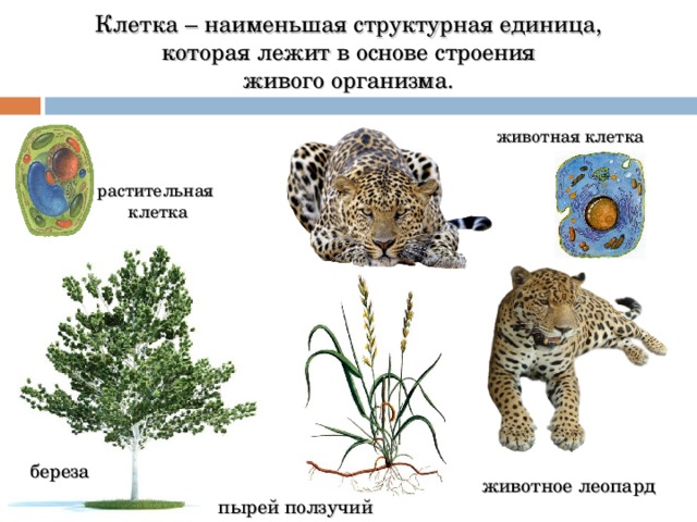 Клетка – наименьшая структурная единица,  которая лежит в основе строения живого организма. животная клетка растительная клетка береза животное леопард пырей ползучий 