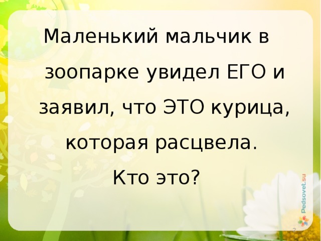 Маленький мальчик в зоопарке увидел ЕГО и заявил, что ЭТО курица, которая расцвела. Кто это?  