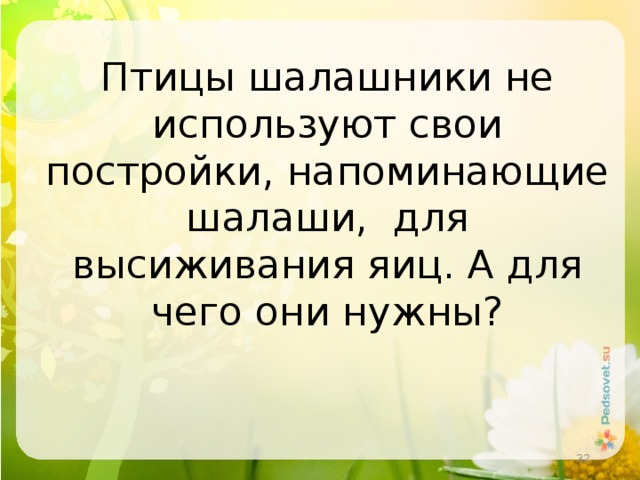 Птицы шалашники не используют свои постройки, напоминающие шалаши, для высиживания яиц. А для чего они нужны?  