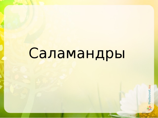 Саламандры  