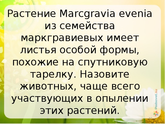 Растение Marcgravia evenia из семейства маркгравиевых имеет листья особой формы, похожие на спутниковую тарелку. Назовите животных, чаще всего участвующих в опылении этих растений.  