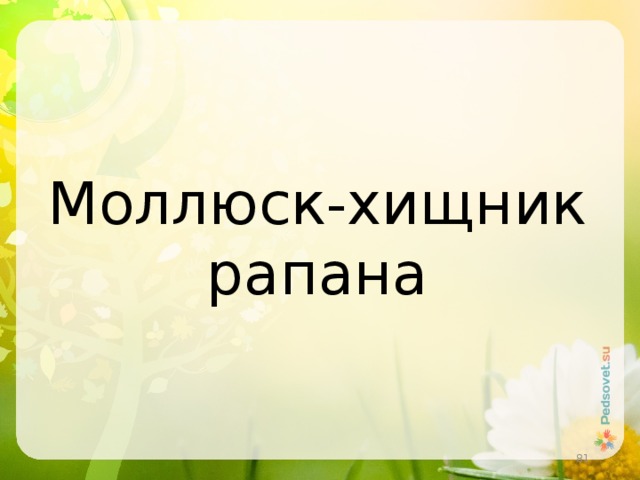 Моллюск-хищник рапана  