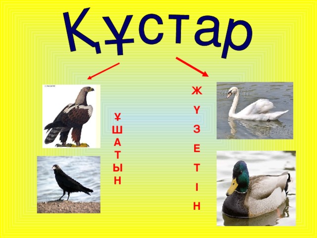 Ж Ү З Е Т І Н ҰШАТ  ЫН 