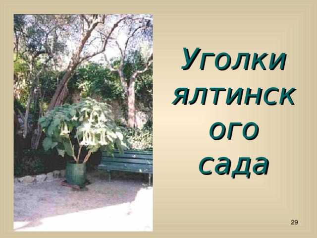 Уголки ялтинского сада  