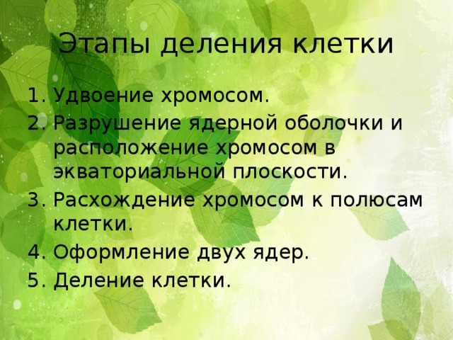 Этапы деления клетки Удвоение хромосом. Разрушение ядерной оболочки и расположение хромосом в экваториальной плоскости. Расхождение хромосом к полюсам клетки. Оформление двух ядер. Деление клетки. 