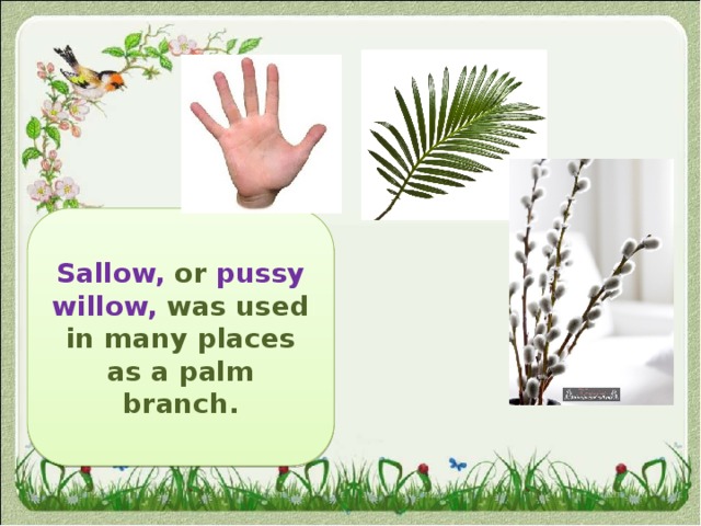 Sallow, or pussy willow, was used in many places as a palm branch. 