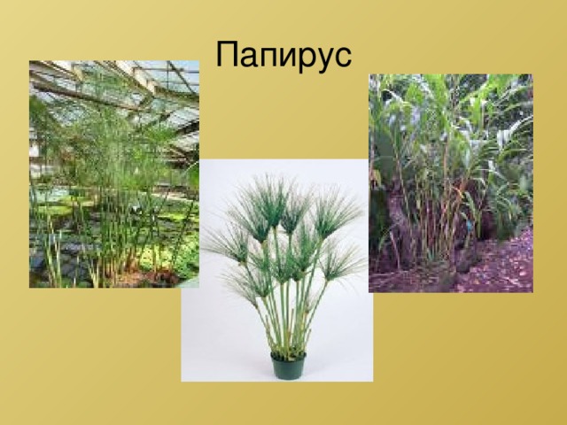 Папирус  