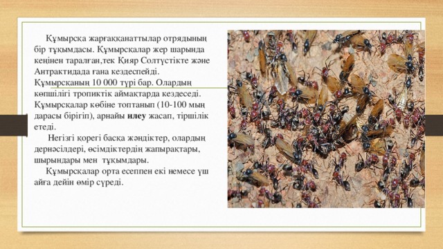  Құмырсқа жарғаққанаттылар отрядының бір тұқымдасы. Құмырсқалар жер шарында кеңінен таралған,тек Қияр Солтүстікте және Антрактидада ғана кездеспейді. Құмырсқаның 10 000 түрі бар. Олардың көпшілігі тропиктік аймақтарда кездеседі.  Құмырсқалар көбіне топтанып (10-100 мың дарасы бірігіп), арнайы илеу жасап, тіршілік етеді.  Негізгі қорегі басқа жәндіктер, олардың дернәсілдері, өсімдіктердің жапырақтары, шырындары мен тұқымдары.  Құмырсқалар орта есеппен екі немесе үш айға дейін өмір сүреді. 