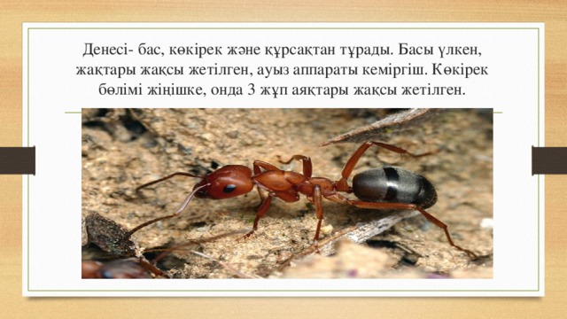 Денесі- бас, көкірек және құрсақтан тұрады. Басы үлкен, жақтары жақсы жетілген, ауыз аппараты кеміргіш. Көкірек бөлімі жіңішке, онда 3 жұп аяқтары жақсы жетілген. 