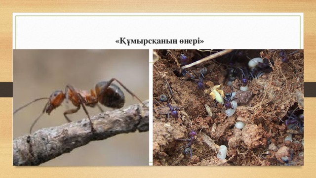  «Құмырсқаның өнері»    