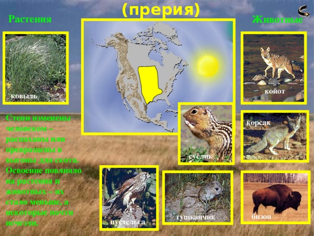  (прерия) Растения Животные койот ковыль Степи изменены человеком – распаханы или превращены в выгоны для скота. Освоение повлияло на растения и животных – их стало меньше, а некоторые почти исчезли. корсак суслик бизон тушканчик пустельга 