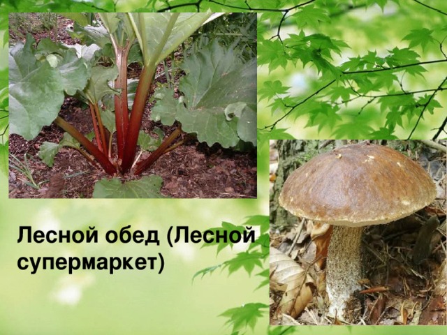  Лесной обед (Лесной супермаркет) 