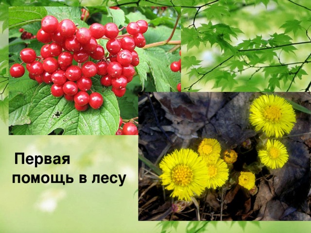  Первая помощь в лесу 