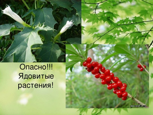 Опасно!!! Ядовитые растения! 