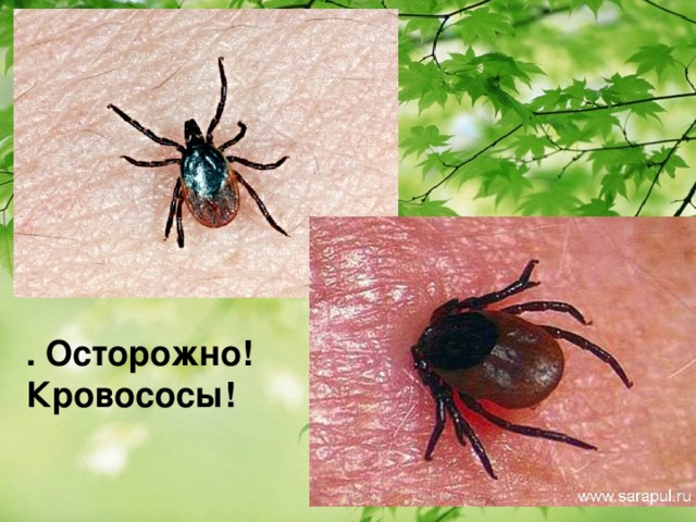  . Осторожно! Кровососы! 