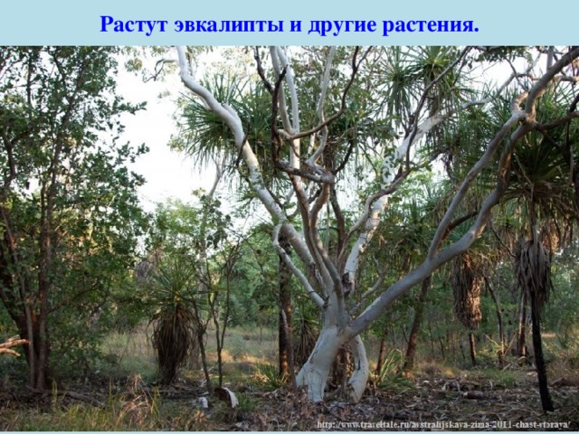 Растут эвкалипты и другие растения. 