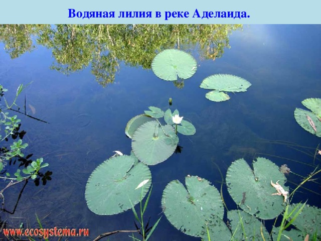 Водяная лилия в реке Аделаида.  