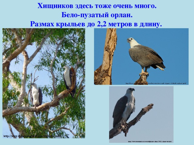 Хищников здесь тоже очень много. Бело-пузатый орлан. Размах крыльев до 2,2 метров в длину. 