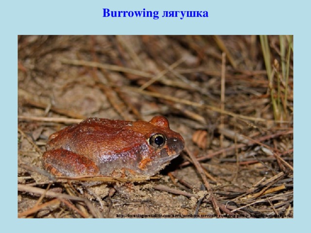 Burrowing лягушка 