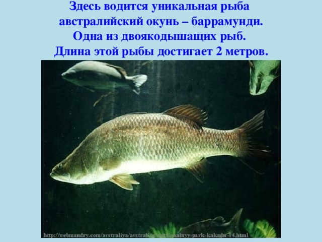 Здесь водится уникальная рыба австралийский окунь – баррамунди. Одна из двоякодышащих рыб. Длина этой рыбы достигает 2 метров. 