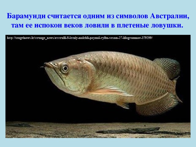 Барамунди считается одним из символов Австралии, там ее испокон веков ловили в плетеные ловушки.  