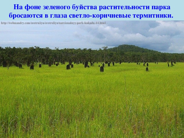 На фоне зеленого буйства растительности парка бросаются в глаза светло-коричневые термитники. 