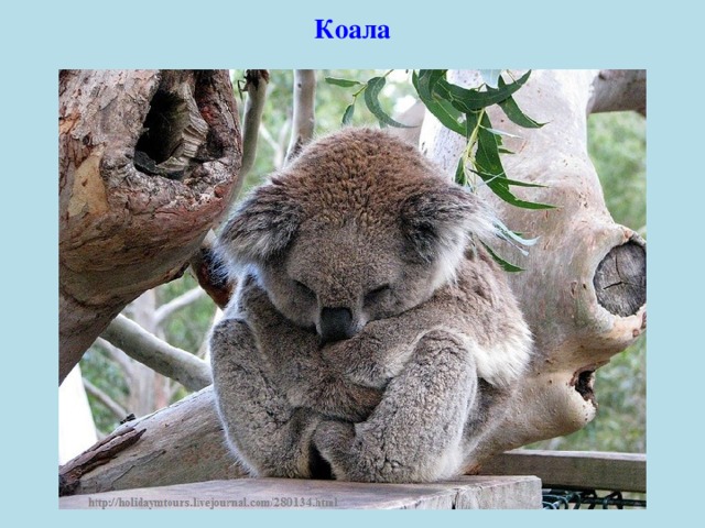 Коала 