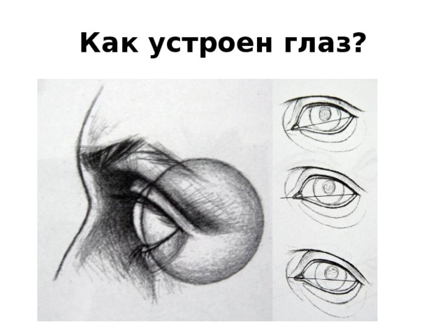Как устроен глаз? 