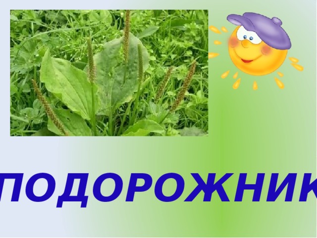 ПОДОРОЖНИК 