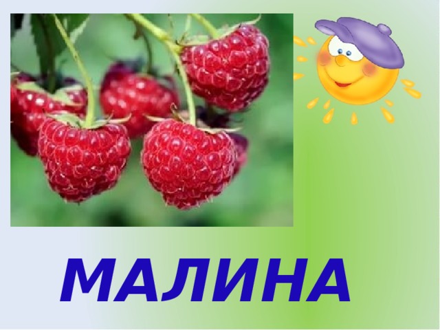 МАЛИНА 