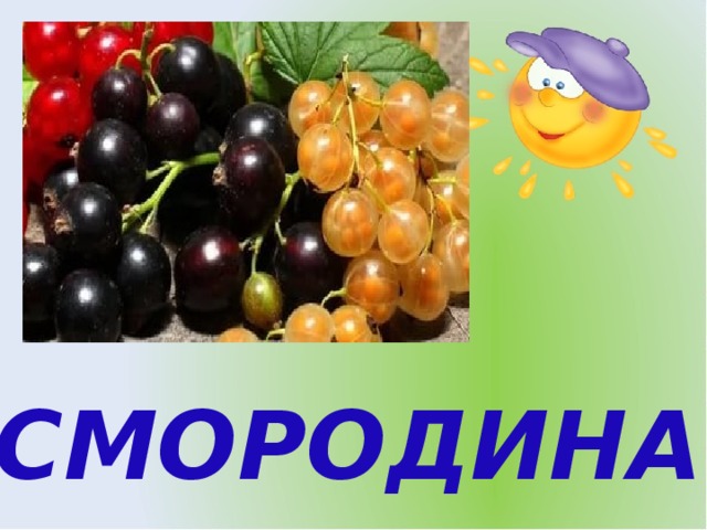 СМОРОДИНА 