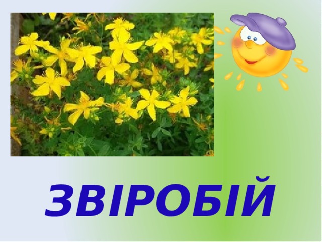 ЗВІРОБІЙ 