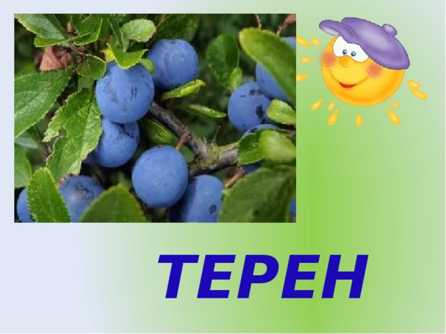 ТЕРЕН 