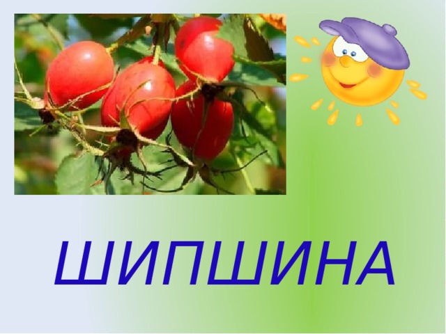ШИПШИНА 