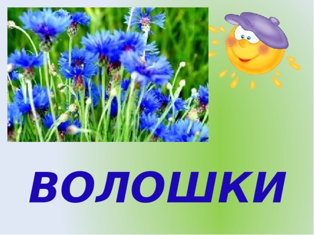 ВОЛОШКИ 