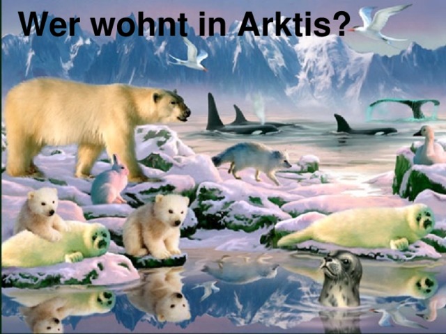 Wer wohnt in Arktis? 